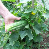 Cucumber Seeds - Spacemaster 80