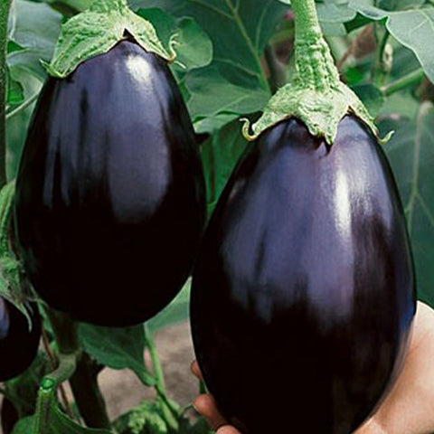 Eggplant Seeds - Black Beauty (Heirloom)