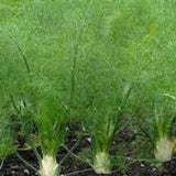 Herb Seeds - Fennel