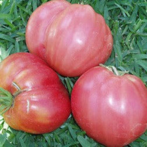 Tomato Seeds - Giant Belgium Pink (Heirloom)