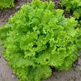 Lettuce Seeds - Grand Rapids TBR (Heirloom)