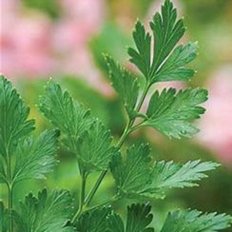 Herb Seeds - Parsley Plain Single Flat-Leaved