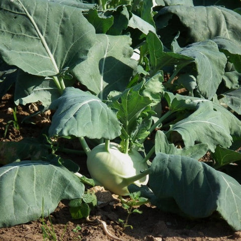 Kohlrabi Seeds - White Vienna (Heirloom)