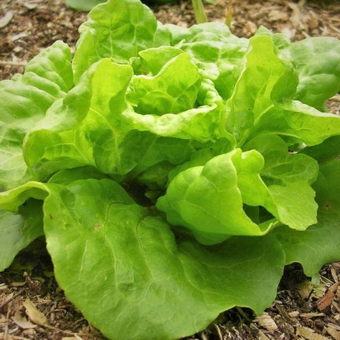 Lettuce Seeds - Tom Thumb Butterhead (Heirloom)