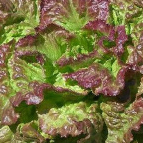 Lettuce Seeds - Prizehead