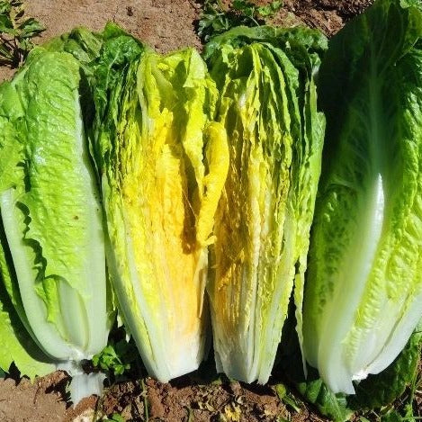 Lettuce Seeds - Paris Island Cos Romaine (Heirloom)