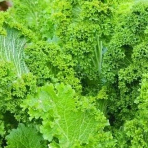 Mustard Seeds - Southern Giant (Heirloom)