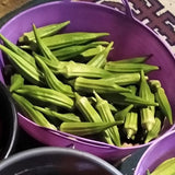 Okra Seeds - (Mix) Clemson Spineless, Emerald, Red Burgundy and Perkins Long Pod