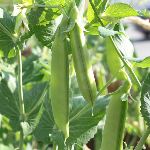 Pea Seeds - Sugar Snap