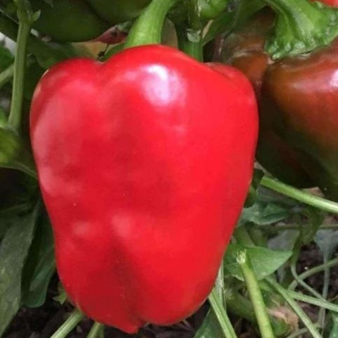 Pepper Seeds - Big Red (Heirloom)
