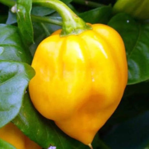 Pepper Seeds - Habanero Caribbean Yellow (Heirloom)