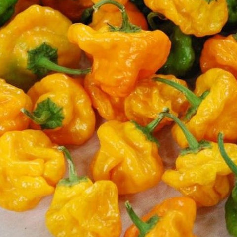 Pepper Seeds - Habanero Jamaican Yellow (Heirloom)