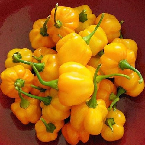 Pepper Seeds - Scotch Bonnet Yellow (Heirloom)