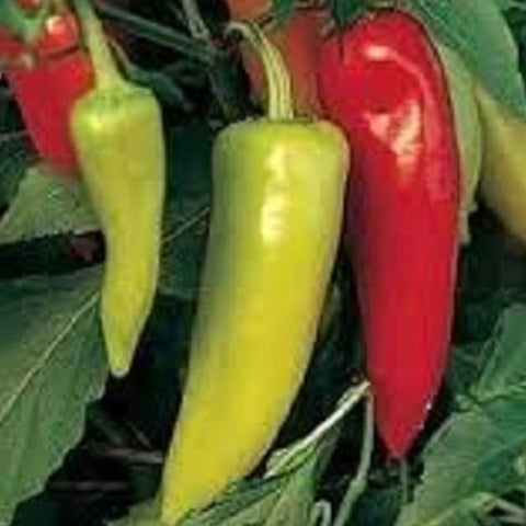 Pepper Seeds - Hungarian Sweet Wax (Heirloom)