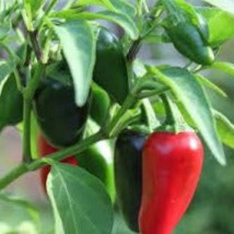 Pepper Seeds - Jalapeno Early (Heirloom)