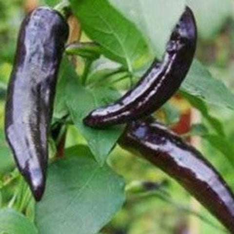 Pepper Seeds - Pasilla Bajio  (Heirloom)