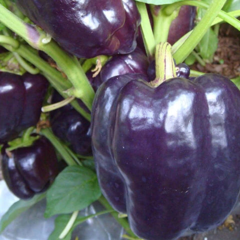 Pepper Seeds - Purple Beauty