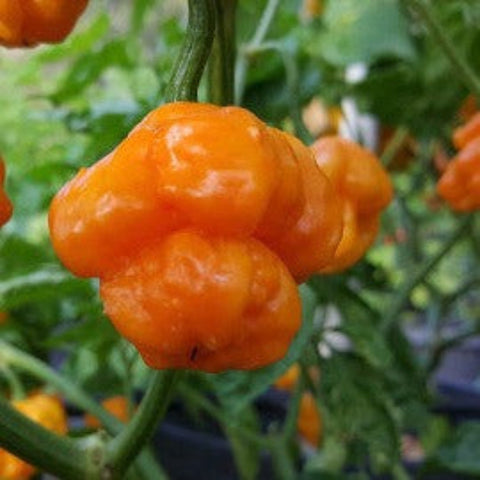 Pepper Seeds - Habanero Orange (Heirloom)