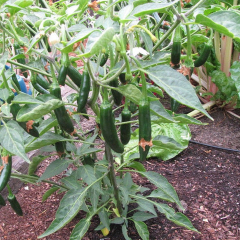 Pepper Seeds - Serrano (Heirloom)