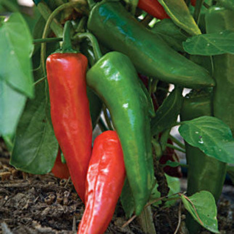 Pepper Seeds - Anaheim Chili (Heirloom)
