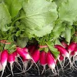 Radish Seeds - French Breakfast (Heirloom)