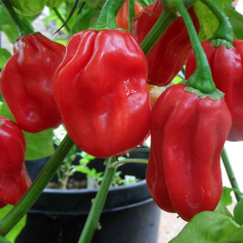 Pepper Seeds - Habanero Red (Heirloom)