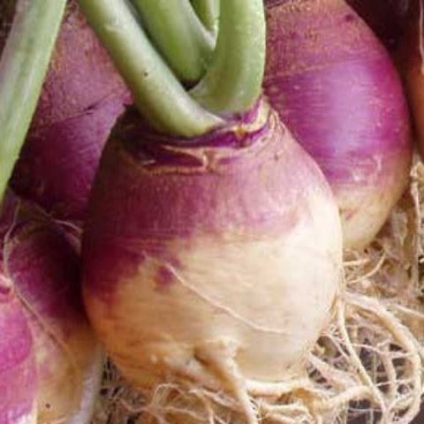 Rutabaga Seeds - American Purple Top (Heirloom)