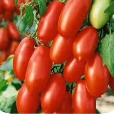 Tomato Seeds - San Marzano 2 Italian (Heirloom)