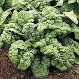 Spinach Seeds - Bloomsdale Long Standing (Heirloom)