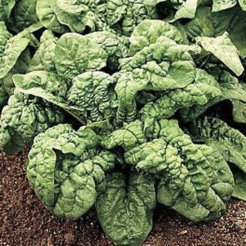 Spinach Seeds - Bloomsdale Long Standing (Heirloom)