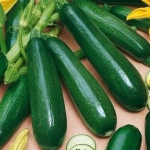 Squash/Zucchini Seeds - Black Beauty Summer Squash