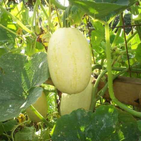 Squash/Zucchini Seeds - Spaghetti Squash (Heirloom)