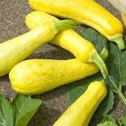 Squash/Zucchini Seeds Early Prolific Straightneck Squash (Heirloom)