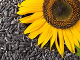 Sunflower Seeds ((Mixed) Black Oil, Autumn Beauty, Lemon Queen and Velvet Queen