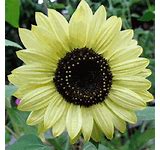 Sunflower Seeds ((Mixed) Black Oil, Autumn Beauty, Lemon Queen and Velvet Queen