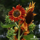 Sunflower Seeds ((Mixed) Black Oil, Autumn Beauty, Lemon Queen and Velvet Queen