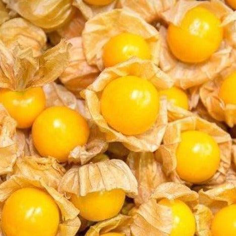 Tomatillo Seeds (aka Ground Cherries) - Cape Gooseberry