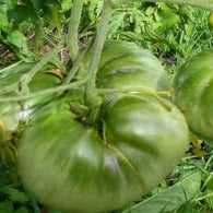 Tomato Seeds - Aunt Ruby's Green German (Heirloom)