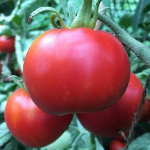 Tomato Seeds - Manitoba (Heirloom)