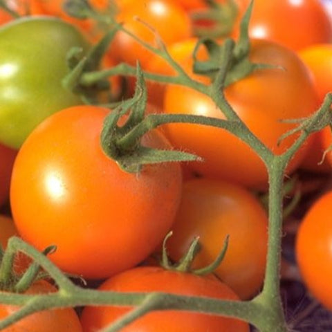 Tomato Seeds - Orange Cherry (Heirloom)
