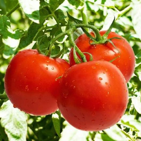 Tomato Seeds - Bonnies Best