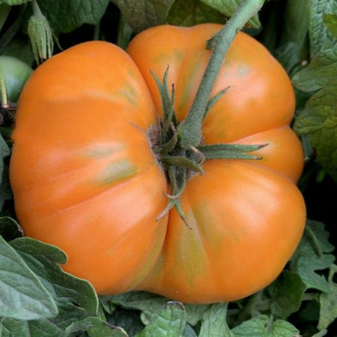 Tomato Seeds Dr. Wyche's Yellow