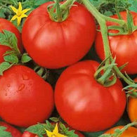 Tomato Seeds - Ace 55 (Heirloom)