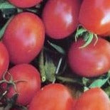 Tomato Seeds - Crovarese Grape Cherry (Heirloom)