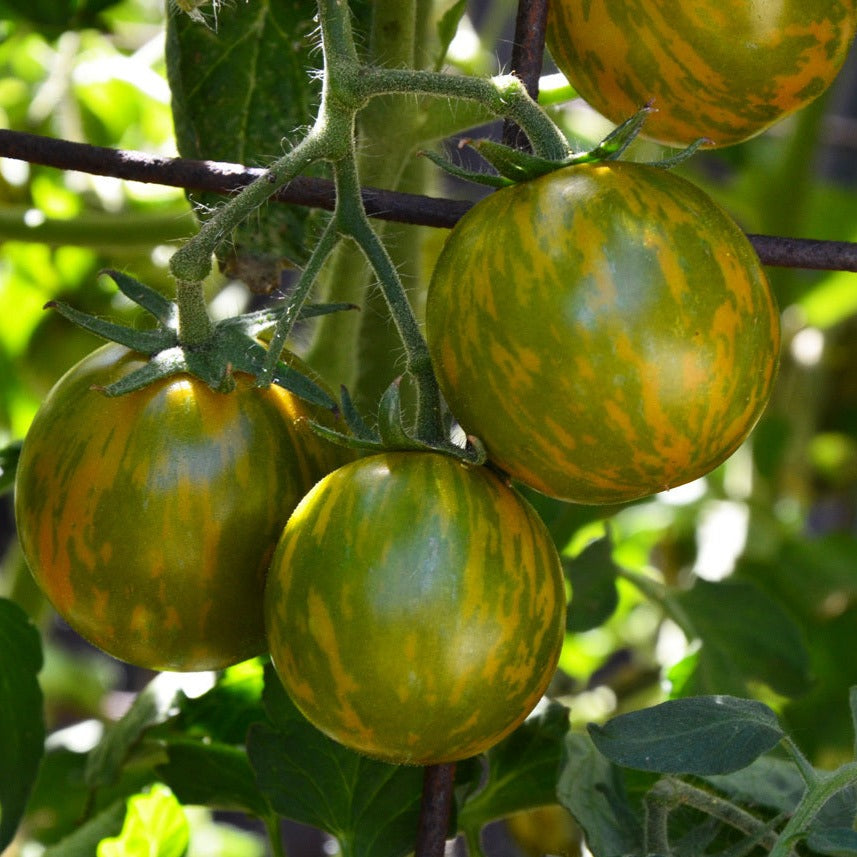 Tomato Seeds - Green Zebra – The Rusted Garden