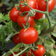 Tomato Seeds - Large Red Cherry (Heirloom)