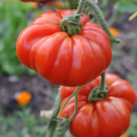 Tomato Seeds - Marmande (Heirloom)