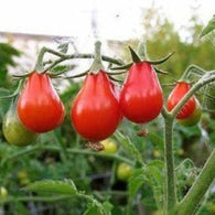 Tomato Seeds - Red Pear Cherry (Heirloom)
