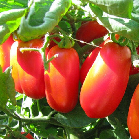 Tomato Seeds - Roma (Heirloom)