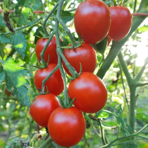Tomato Seeds - Sweetie Cherry (Heirloom)
